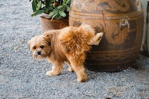 Dog urinating